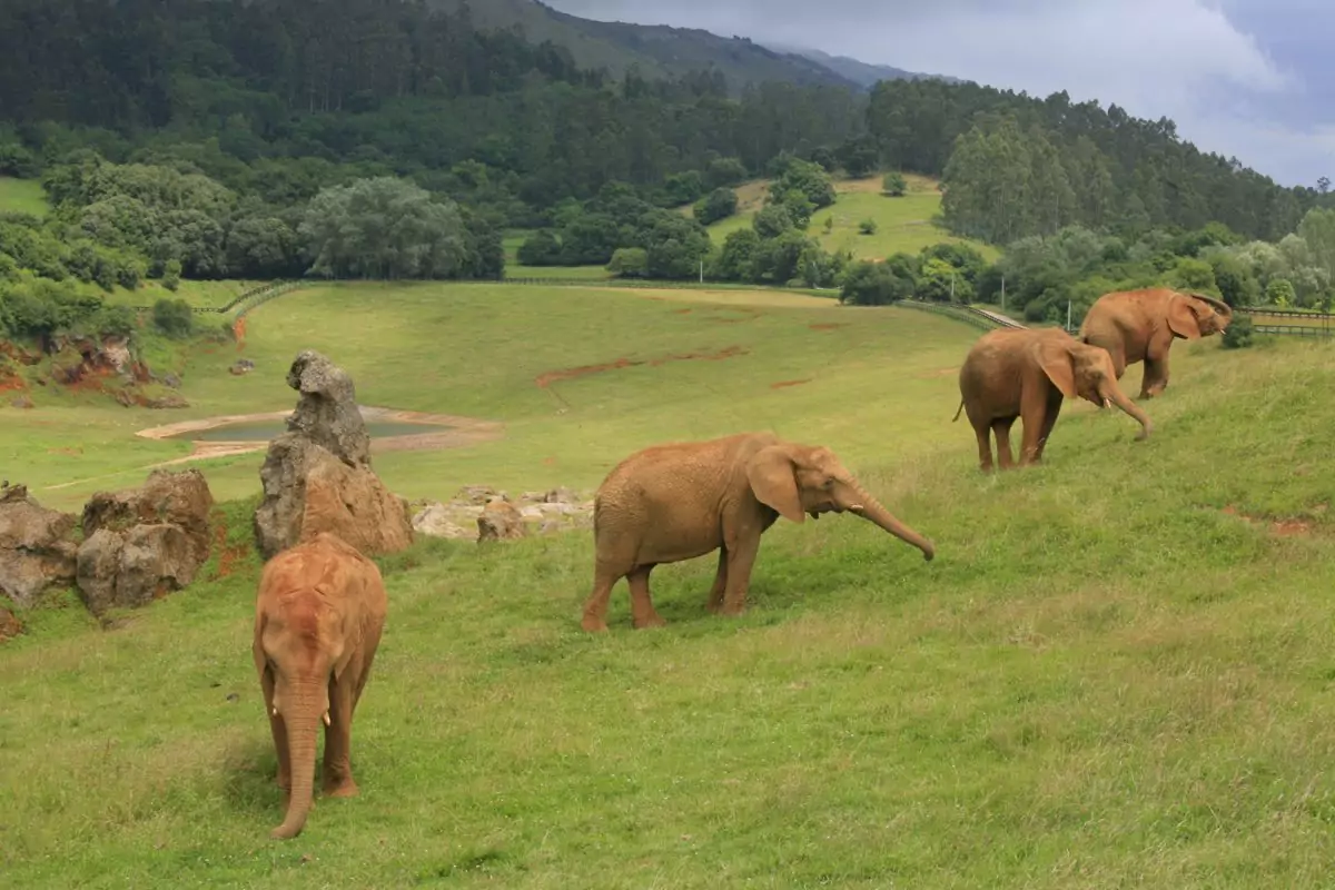 Cabarceno will be the first zoo in Spain with Braille guidebooks and map