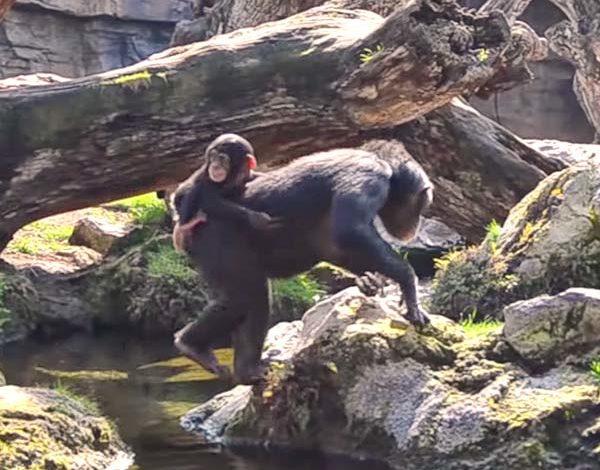 Coco, the baby chimpanzee of Bioparc Valencia, turns 8 months old.