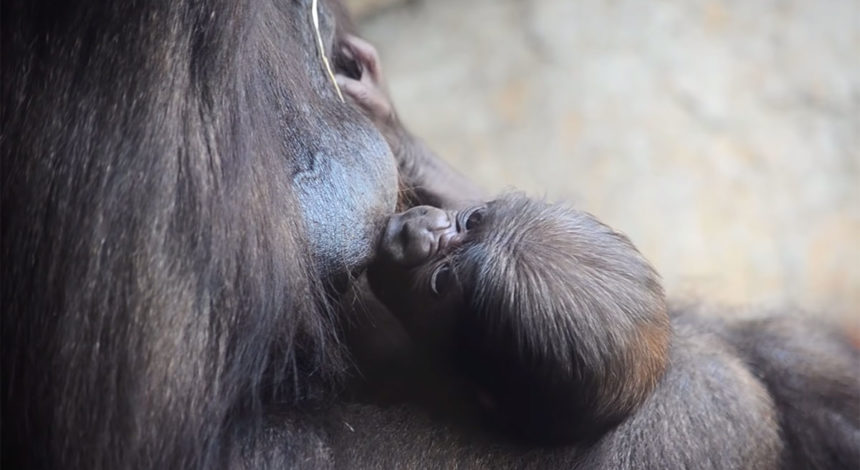 April 2019. The baby gorilla born in BIOPARC Valencia is one week old and is male
