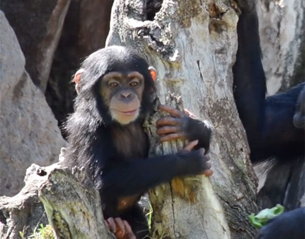 COCO the baby chimpanzee in BIOPARC VALENCIA turns 10 months old.