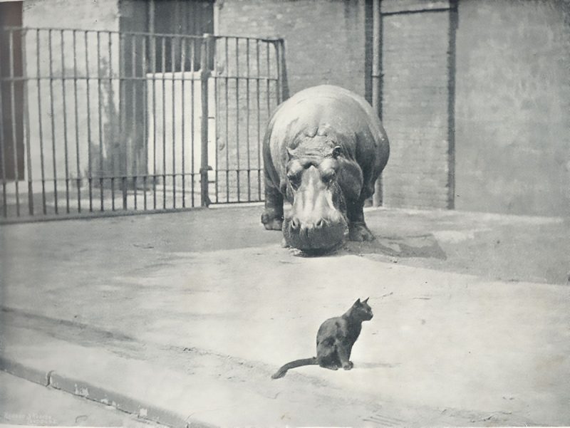 From the world’s oldest zoos to the zoos of today (+GALLERY ...