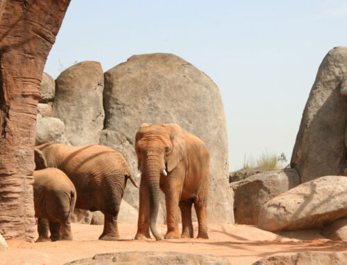 Artificial rocks; transformation into immersive spaces