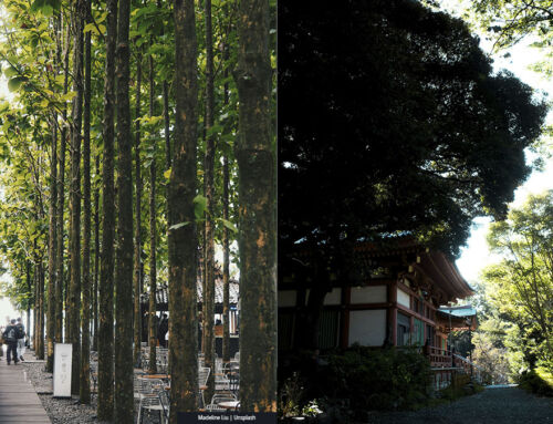The Miyawaki method for creating urban forests