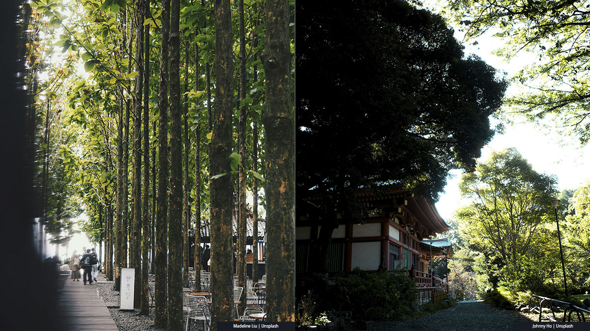 The Miyawaki method for creating urban forests