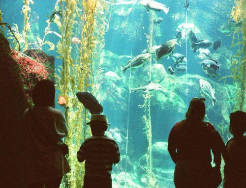 Progress on Abu Dhabi’s underwater marine museum project