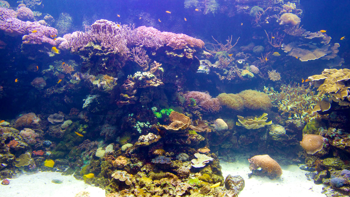 OCEANOGRAFIC-02