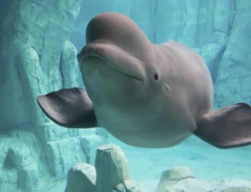1996–2026, Amusement Logic’s 30th anniversary: Oceanogràfic