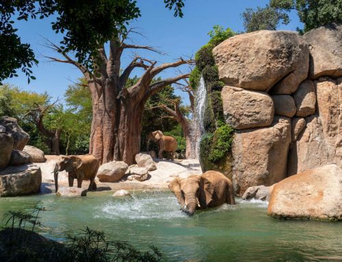 1996-2026,  30e anniversaire d’Amusement Logic : Bioparc Valencia