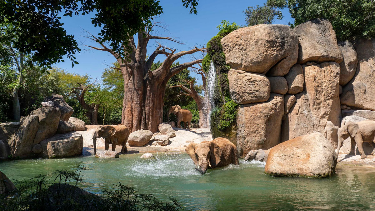 1996-2026, 30e anniversaire d’Amusement Logic : Bioparc Valencia