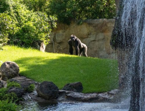 1996-2026, Amusement Logic’s 30th anniversary: Bioparc Valencia